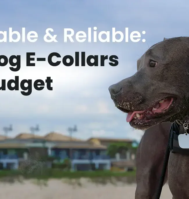 Affordable and Reliable Best Dog E-Collars on a Budget