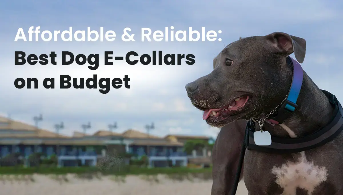 Affordable and Reliable Best Dog E-Collars on a Budget
