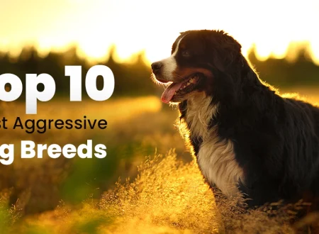 most-aggressive-Dog-Breeds